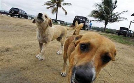 cachorrop